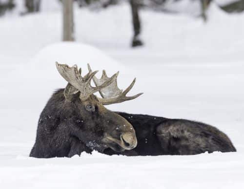 Moose resting in snow