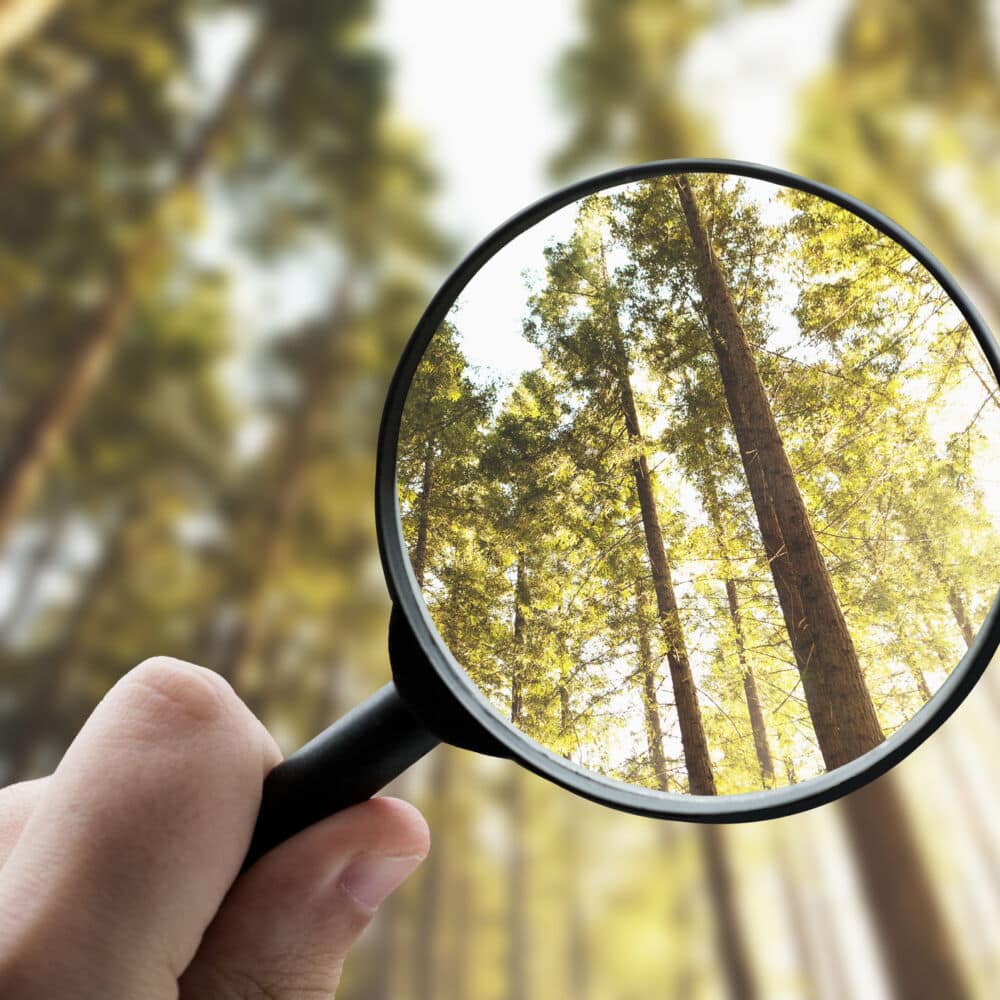 Magnifying glass focusing a forest